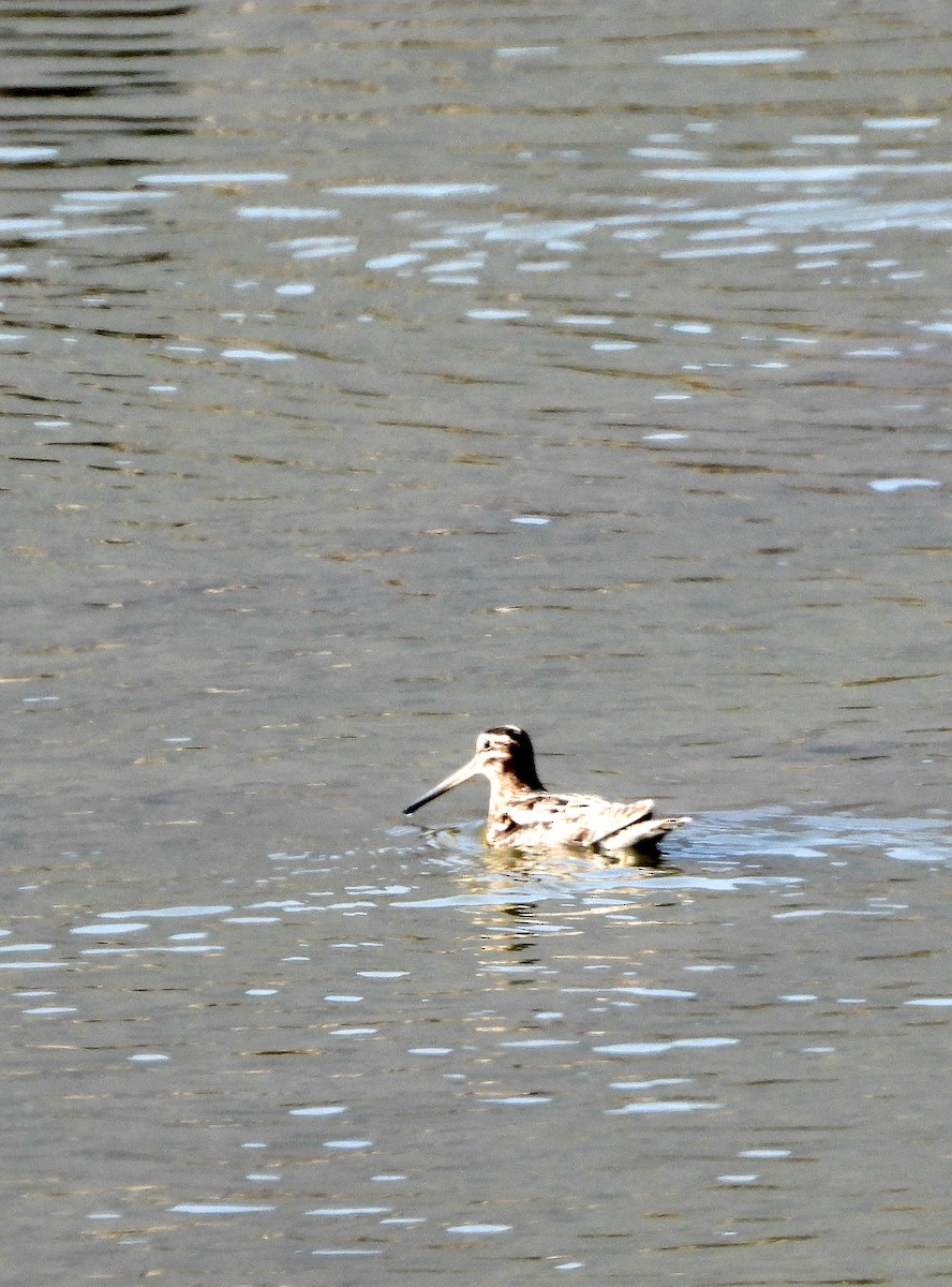 Бекас - ML646955659