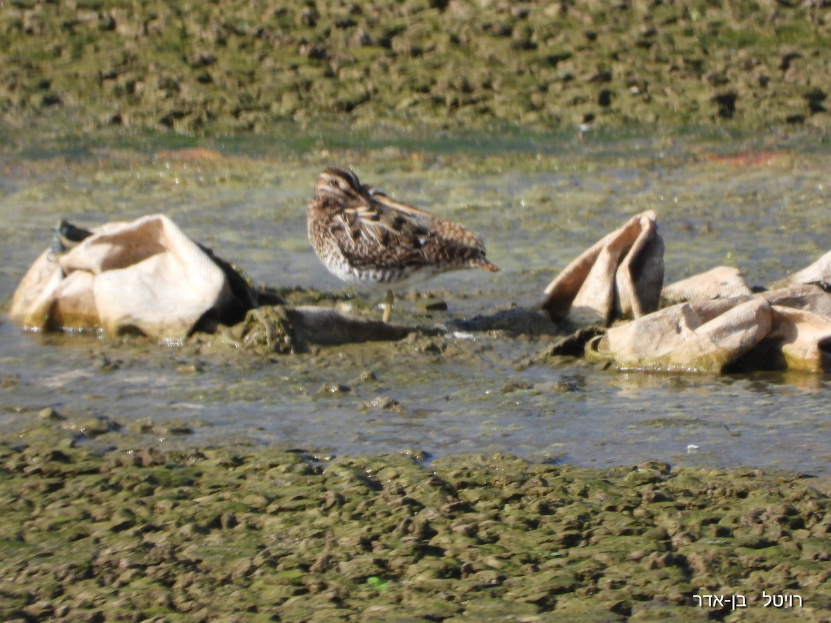 Бекас - ML646955661