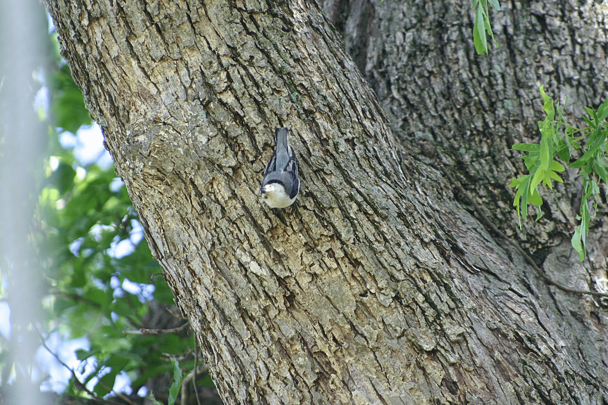 White-breasted Nuthatch - ML646955666