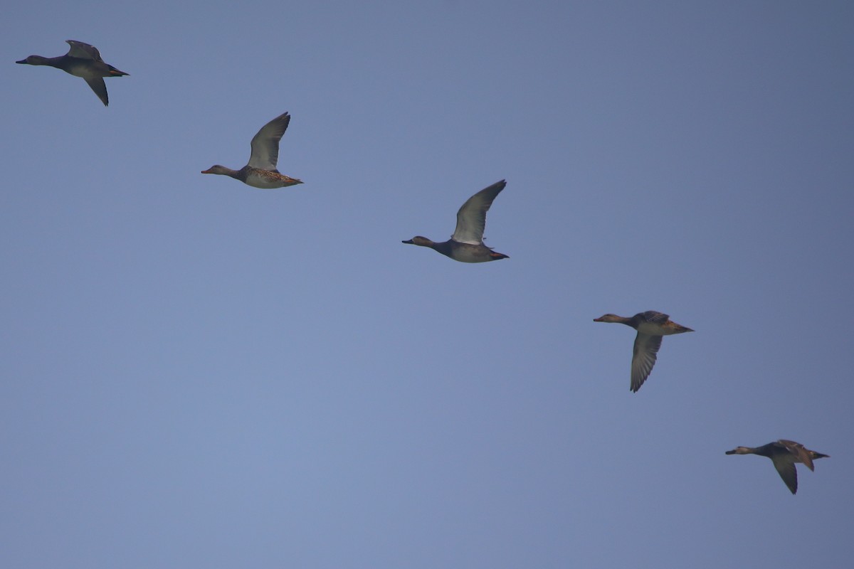 赤膀鴨 - ML646955667