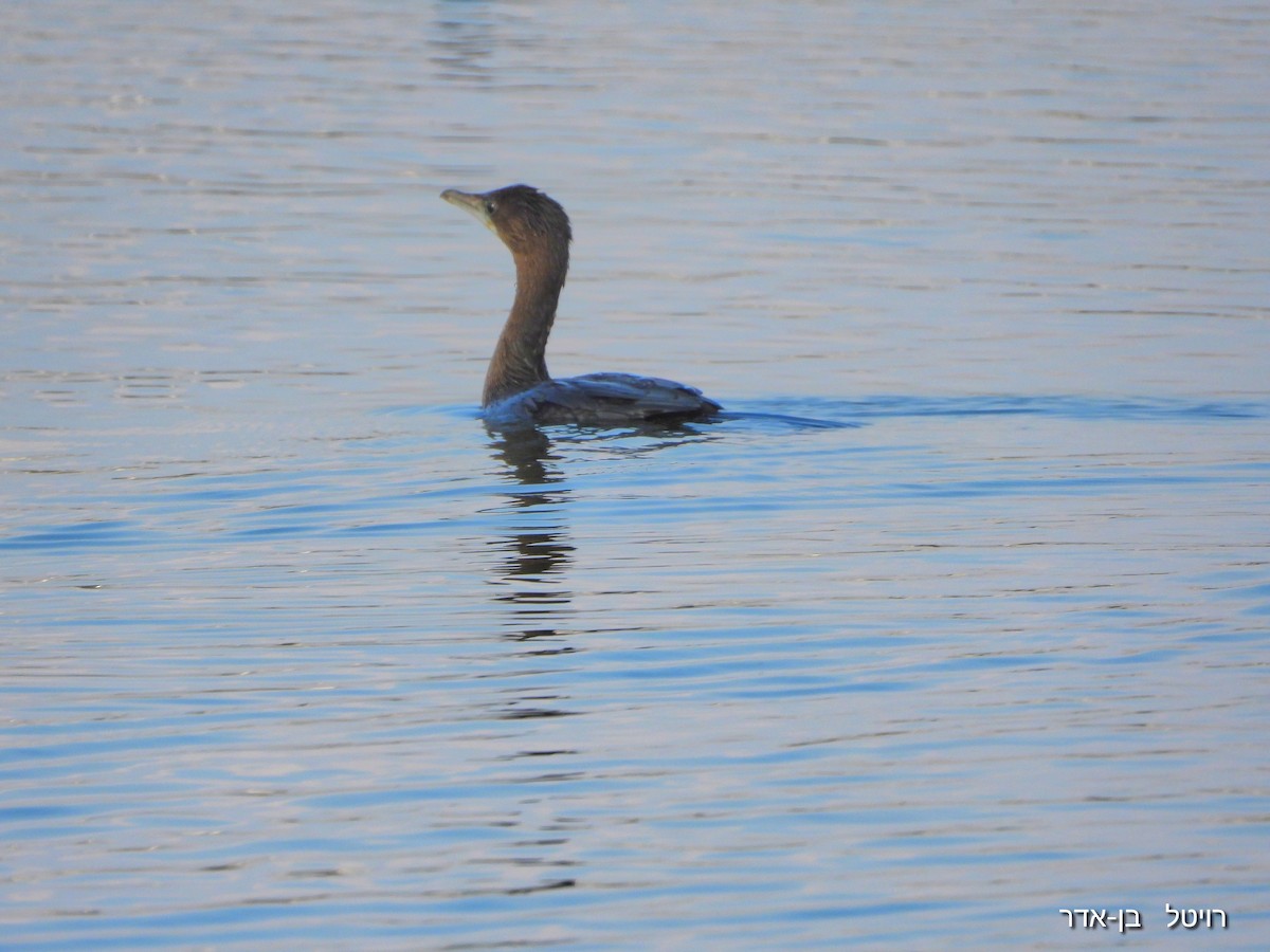 Малый баклан - ML646955668