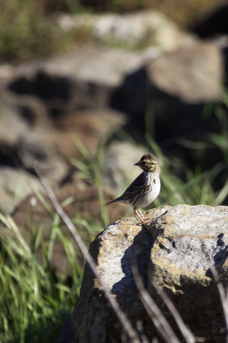 Savannah Sparrow - ML646955669