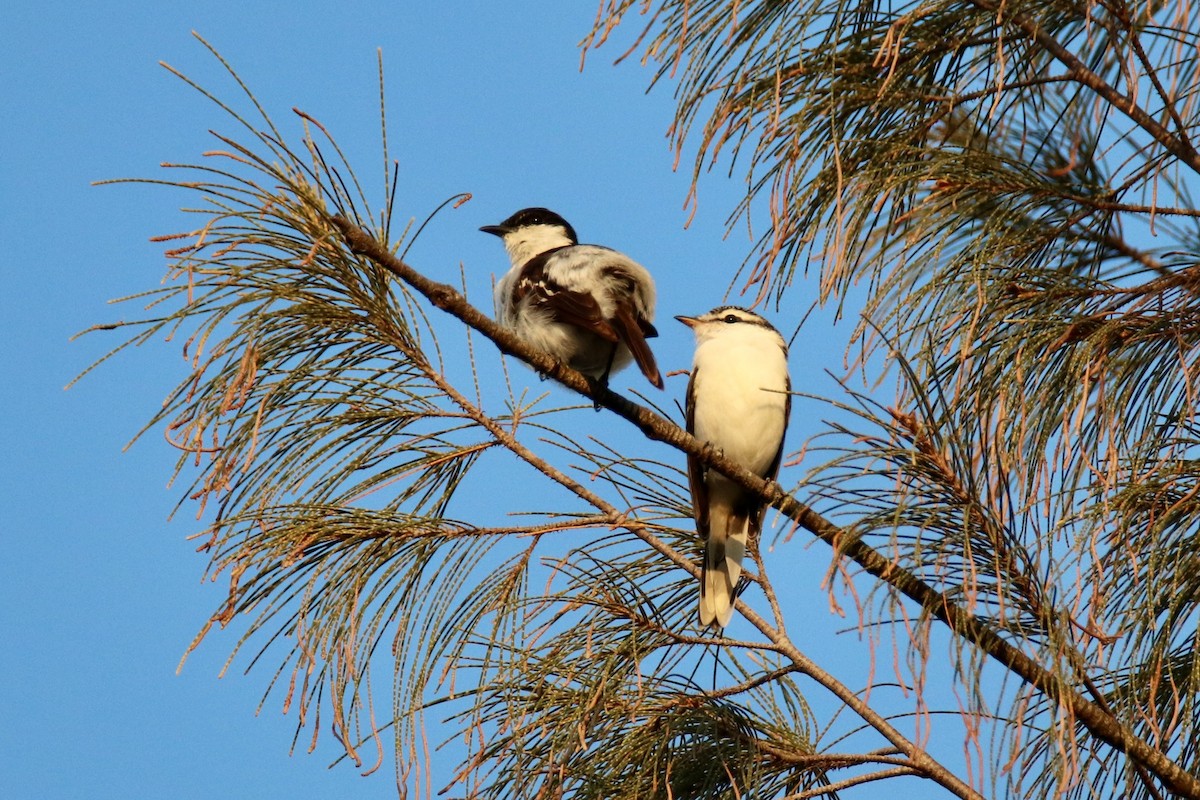 Polynesian Triller - ML646955671