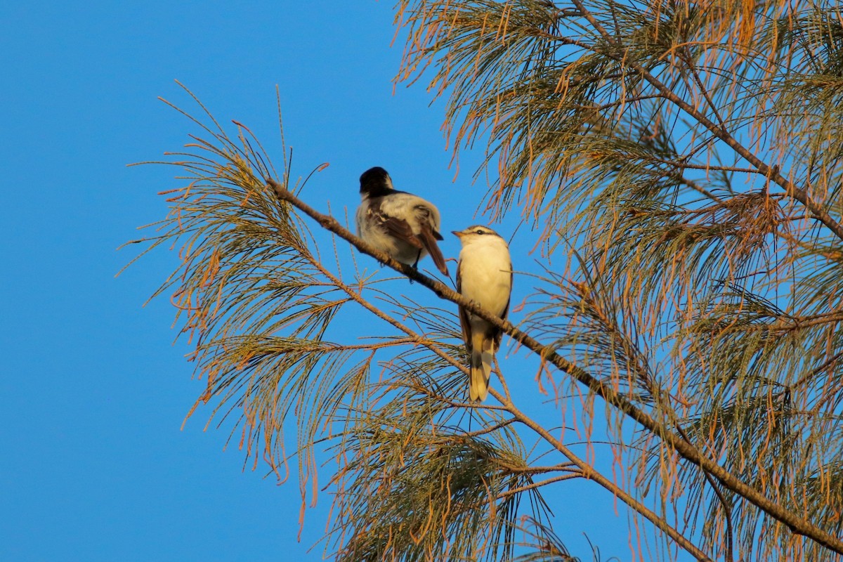 Polynesian Triller - ML646955672