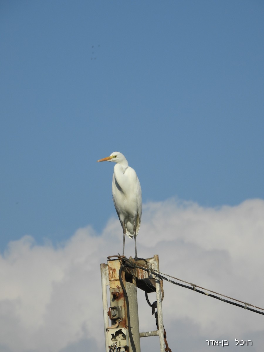 Большая белая цапля - ML646955673