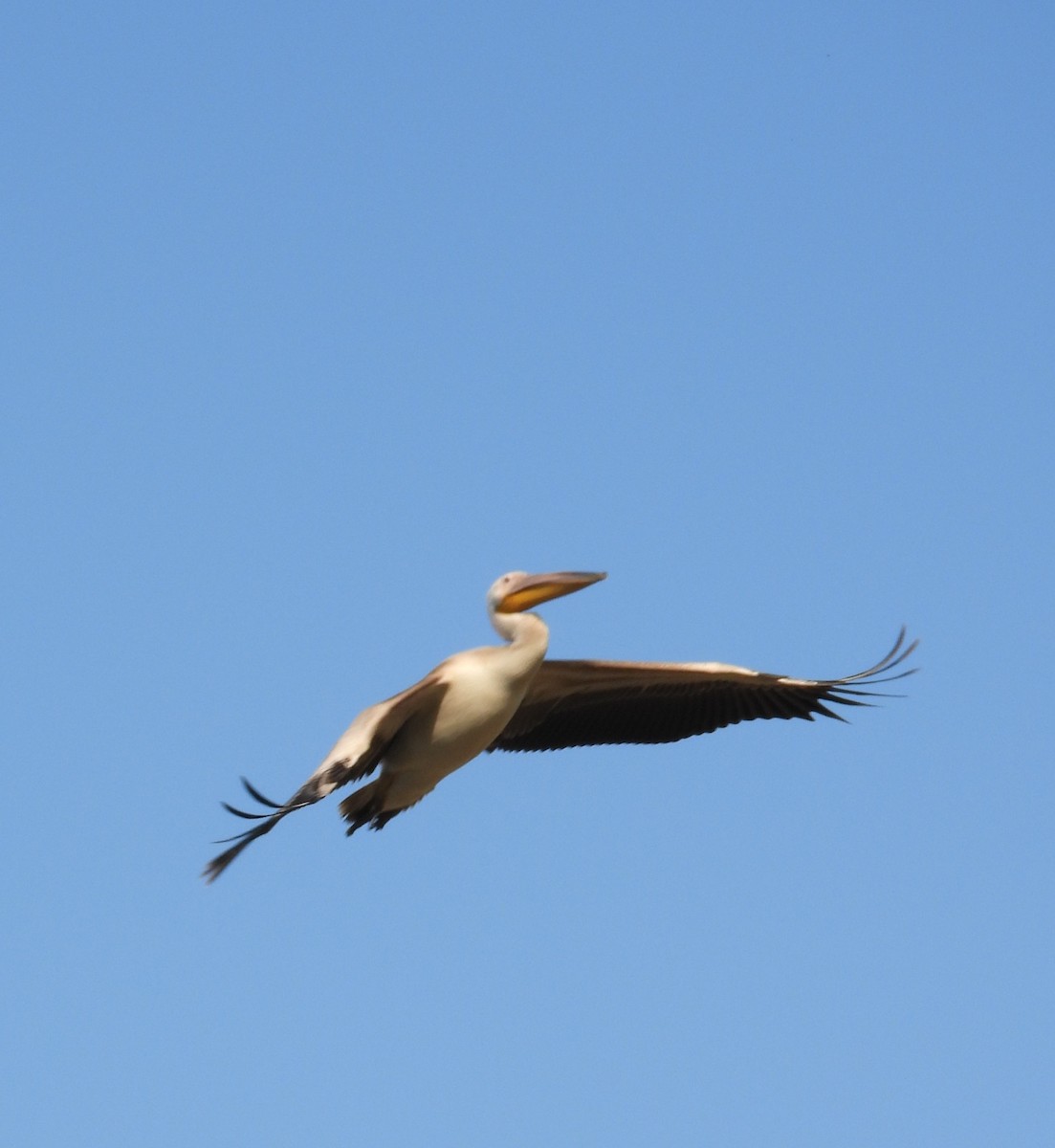 Great White Pelican - ML646955678