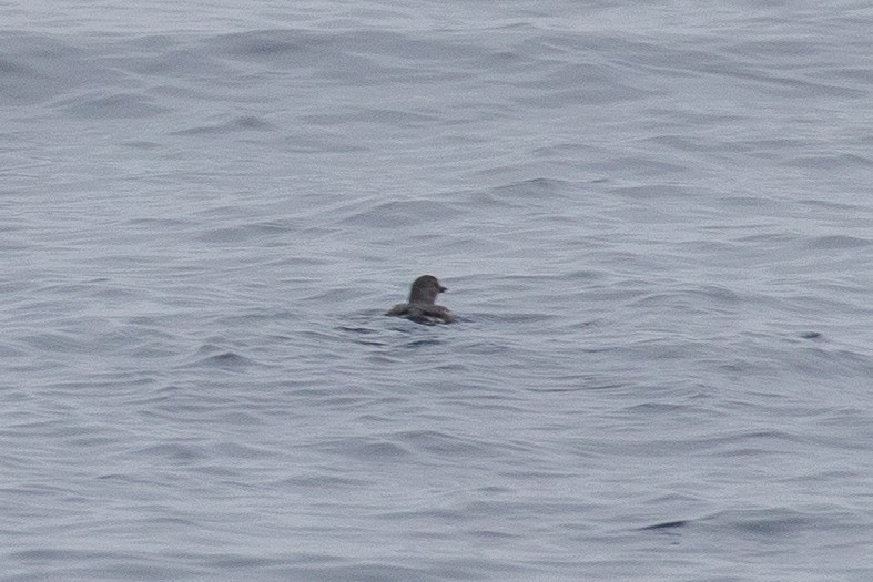 Cassin's Auklet - ML646955679