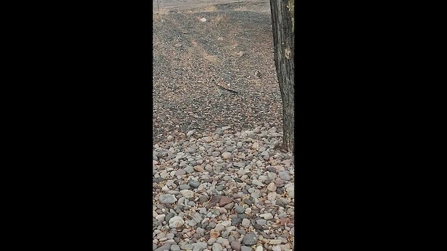 Greater Roadrunner - ML646955684