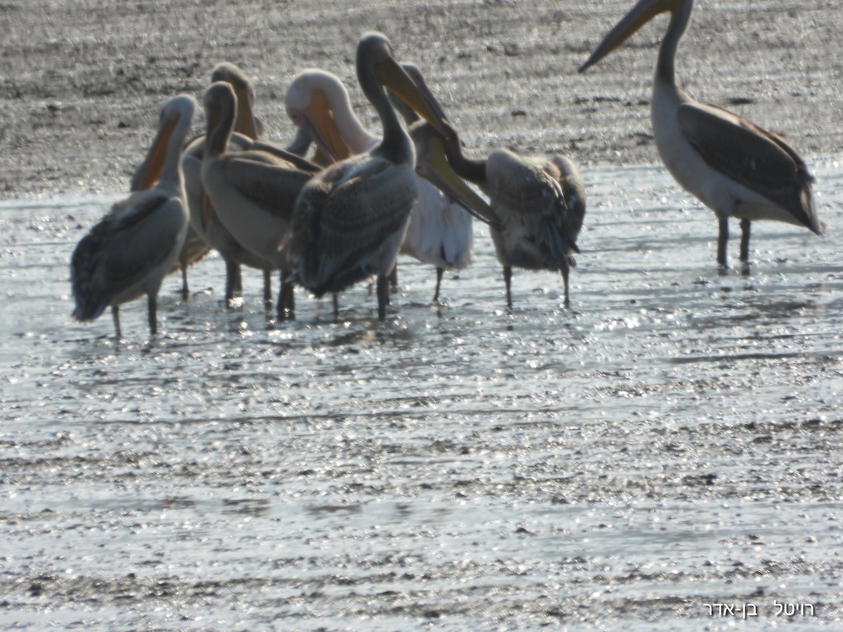 Great White Pelican - ML646955685