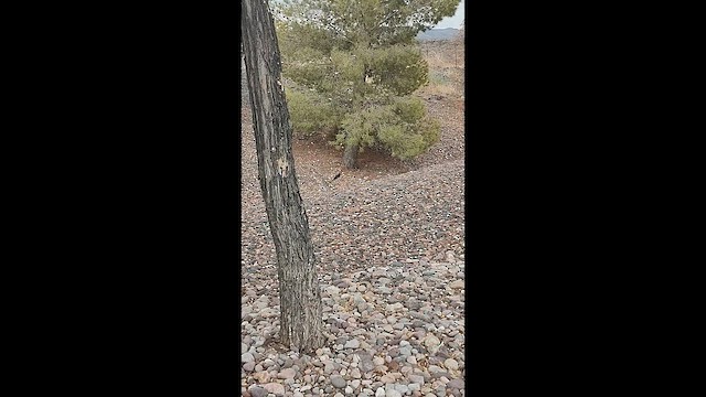 Greater Roadrunner - ML646955686