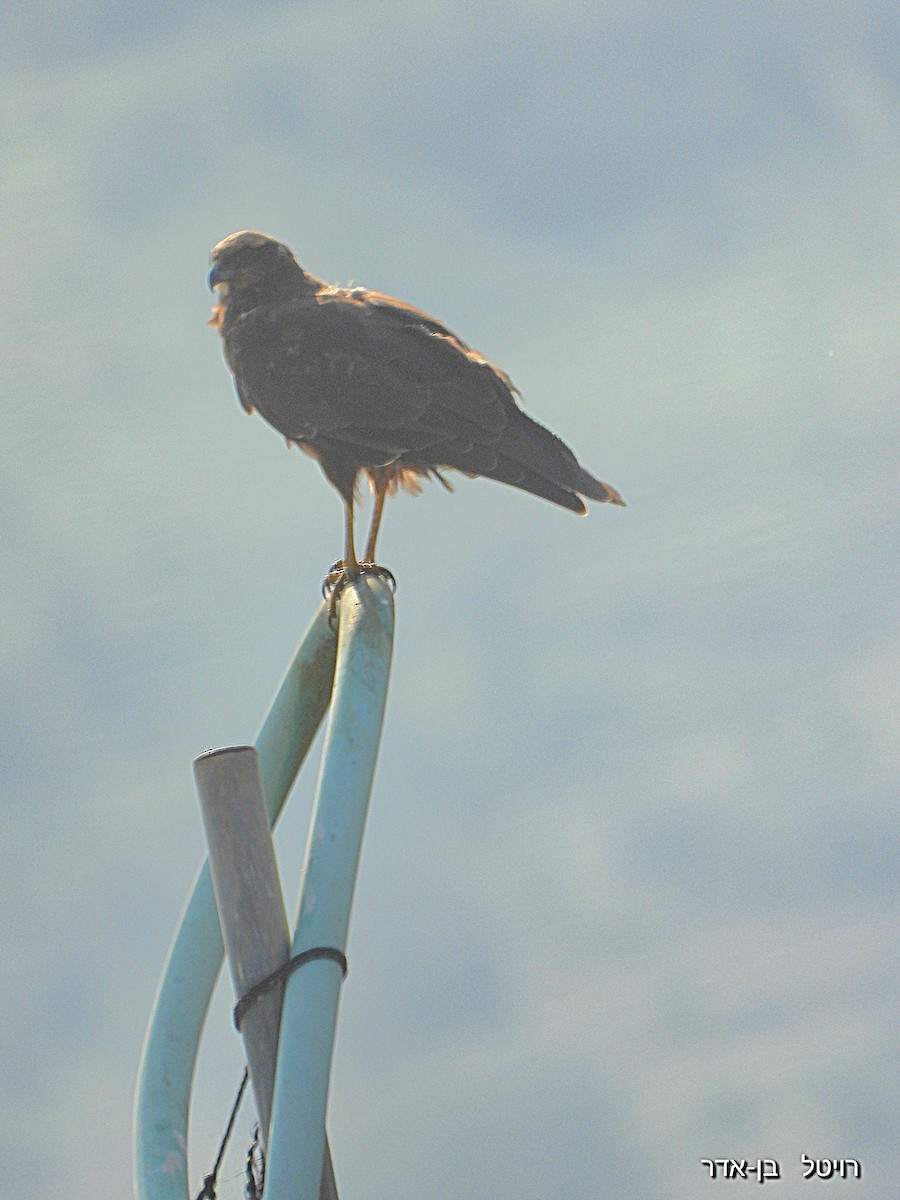 Болотный лунь - ML646955692