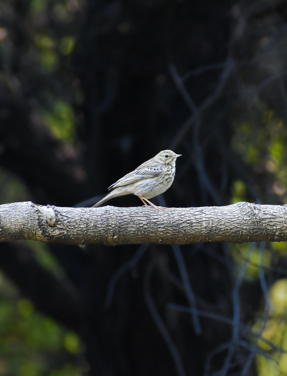 Tree Pipit - ML646955695