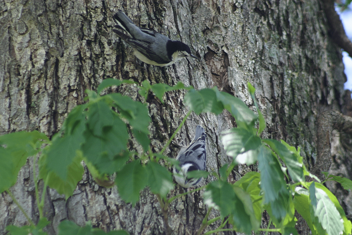 White-breasted Nuthatch - ML646955696