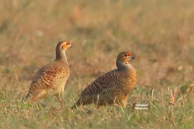 Gray Francolin - ML646955697
