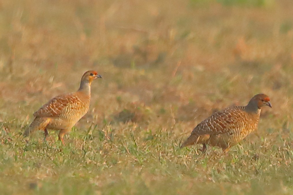 Gray Francolin - ML646955698