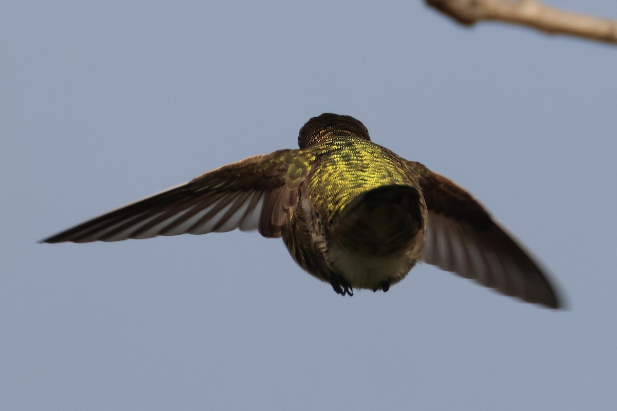Anna's Hummingbird - ML646955701