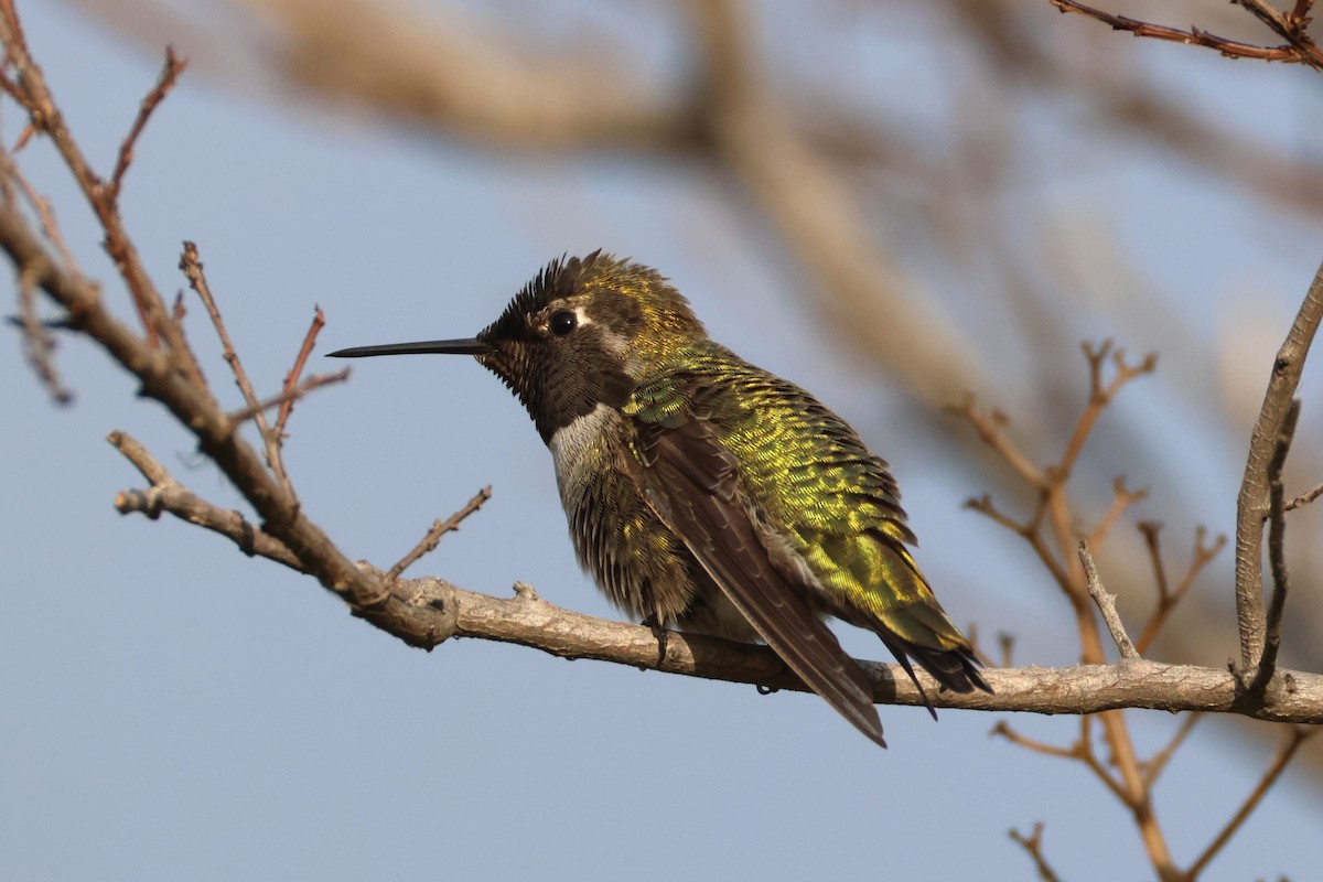 Anna's Hummingbird - ML646955702
