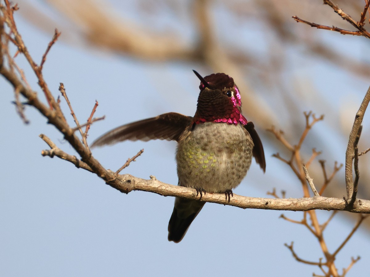 Anna's Hummingbird - ML646955703