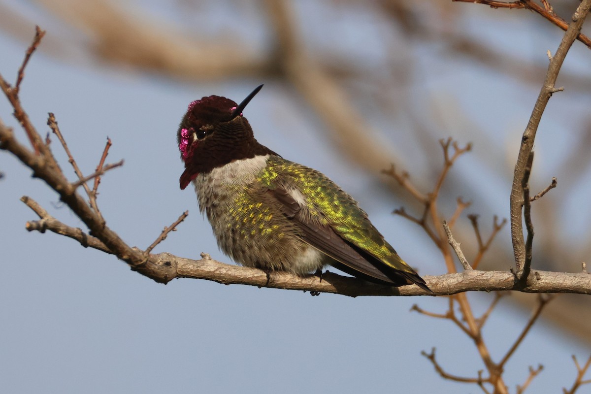 Anna's Hummingbird - ML646955704