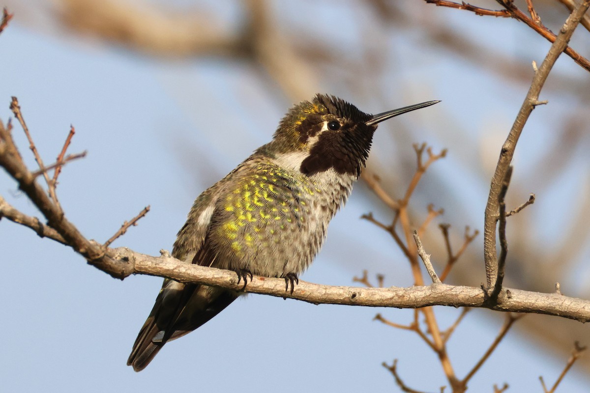 Anna's Hummingbird - ML646955705