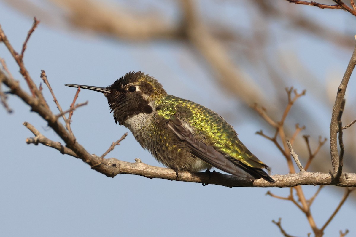 Anna's Hummingbird - ML646955706