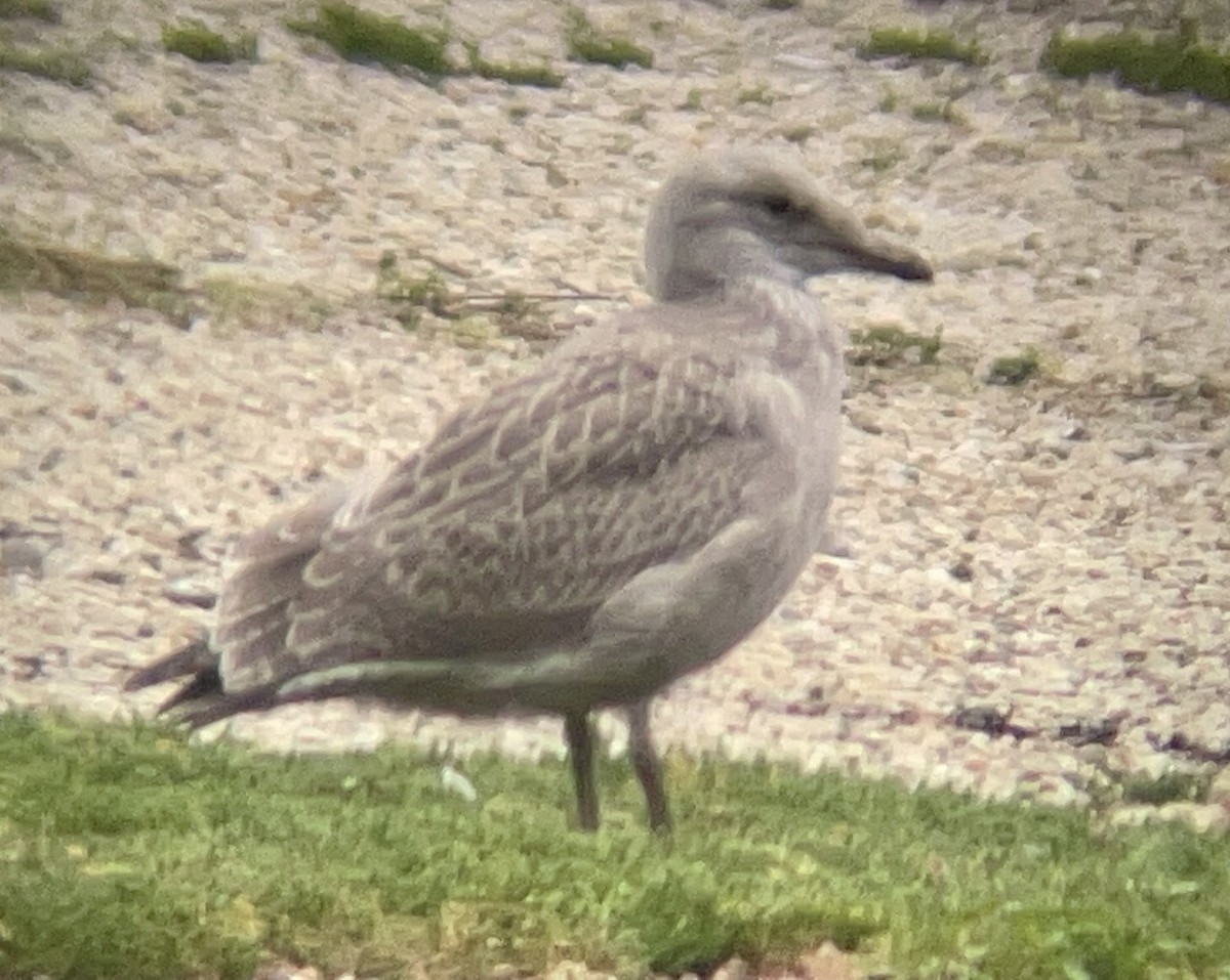 American Herring Gull - ML646955708