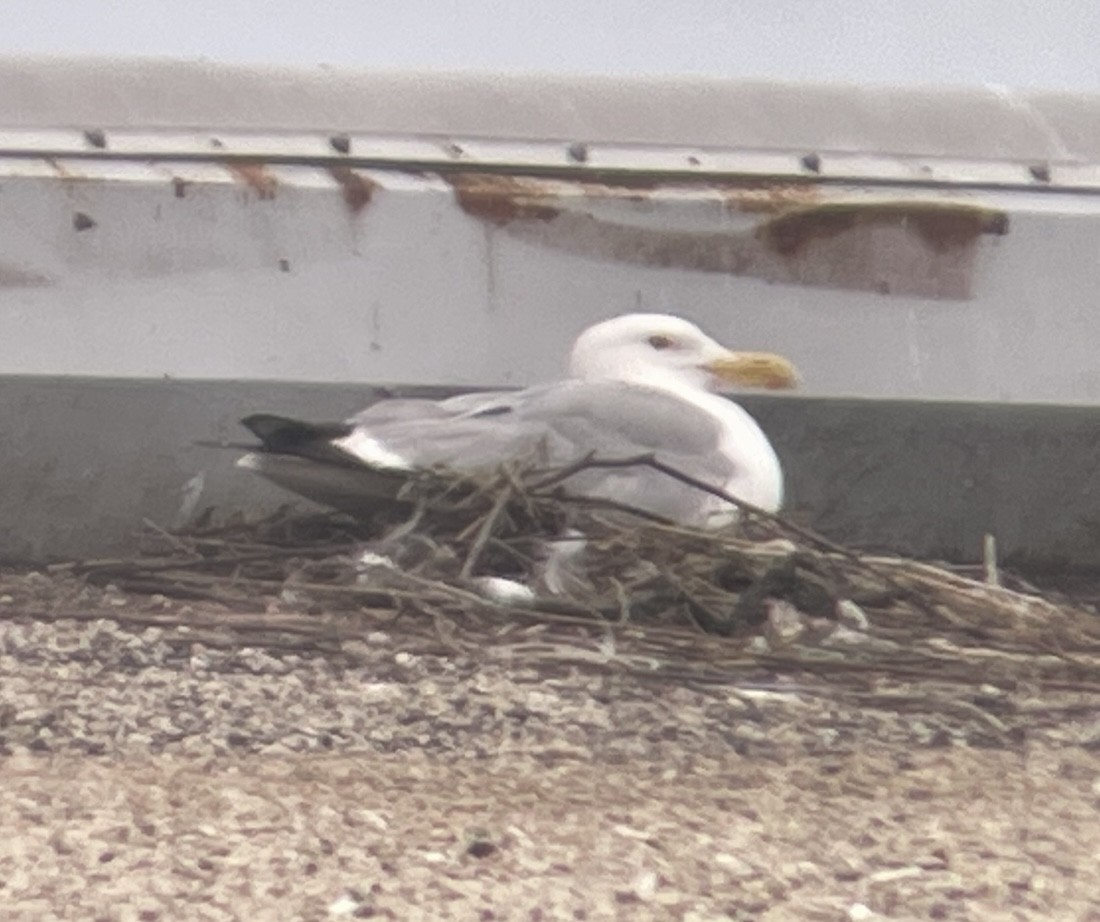 American Herring Gull - ML646955709
