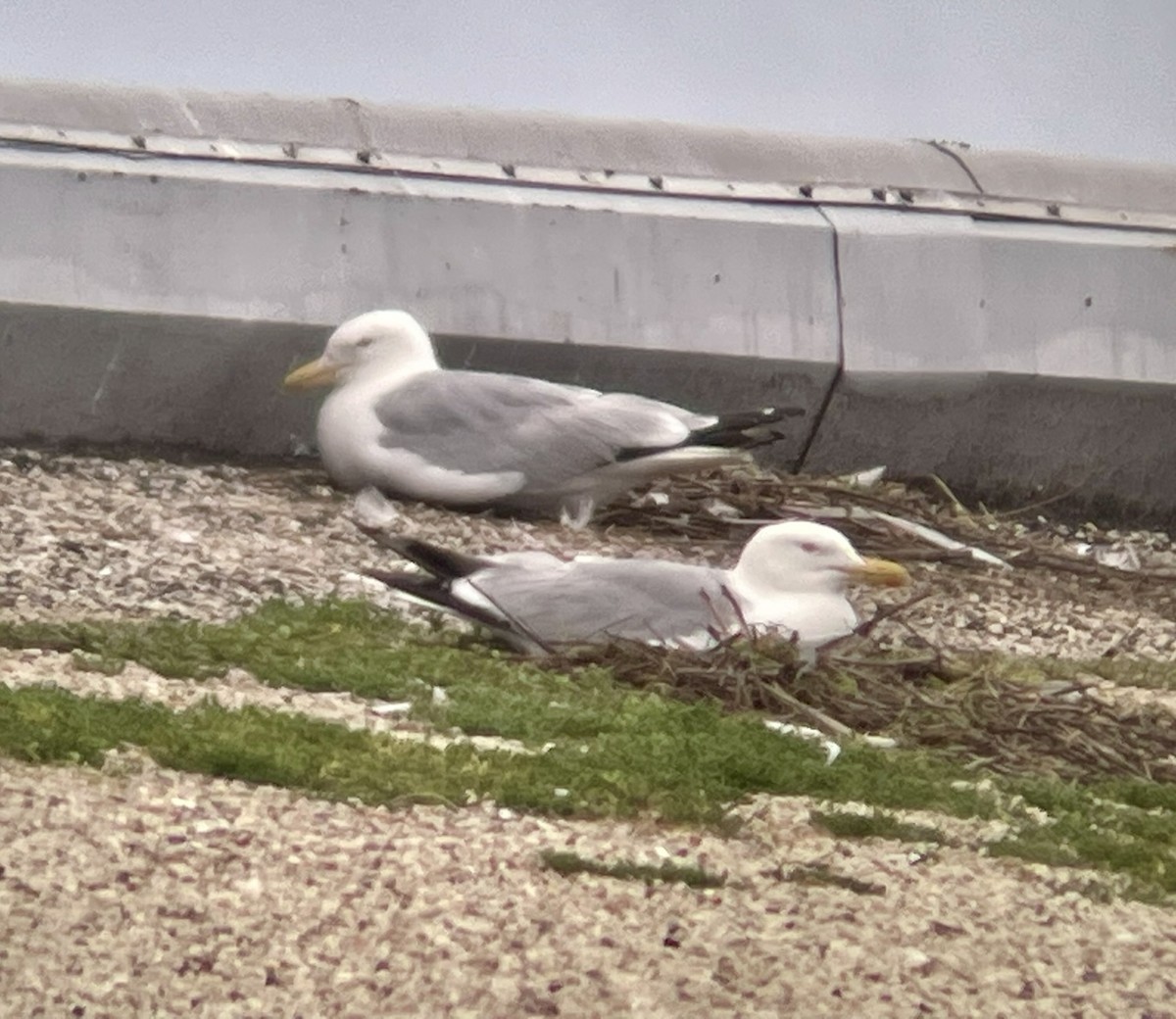 American Herring Gull - ML646955710