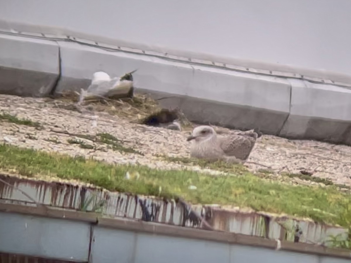 American Herring Gull - ML646955711