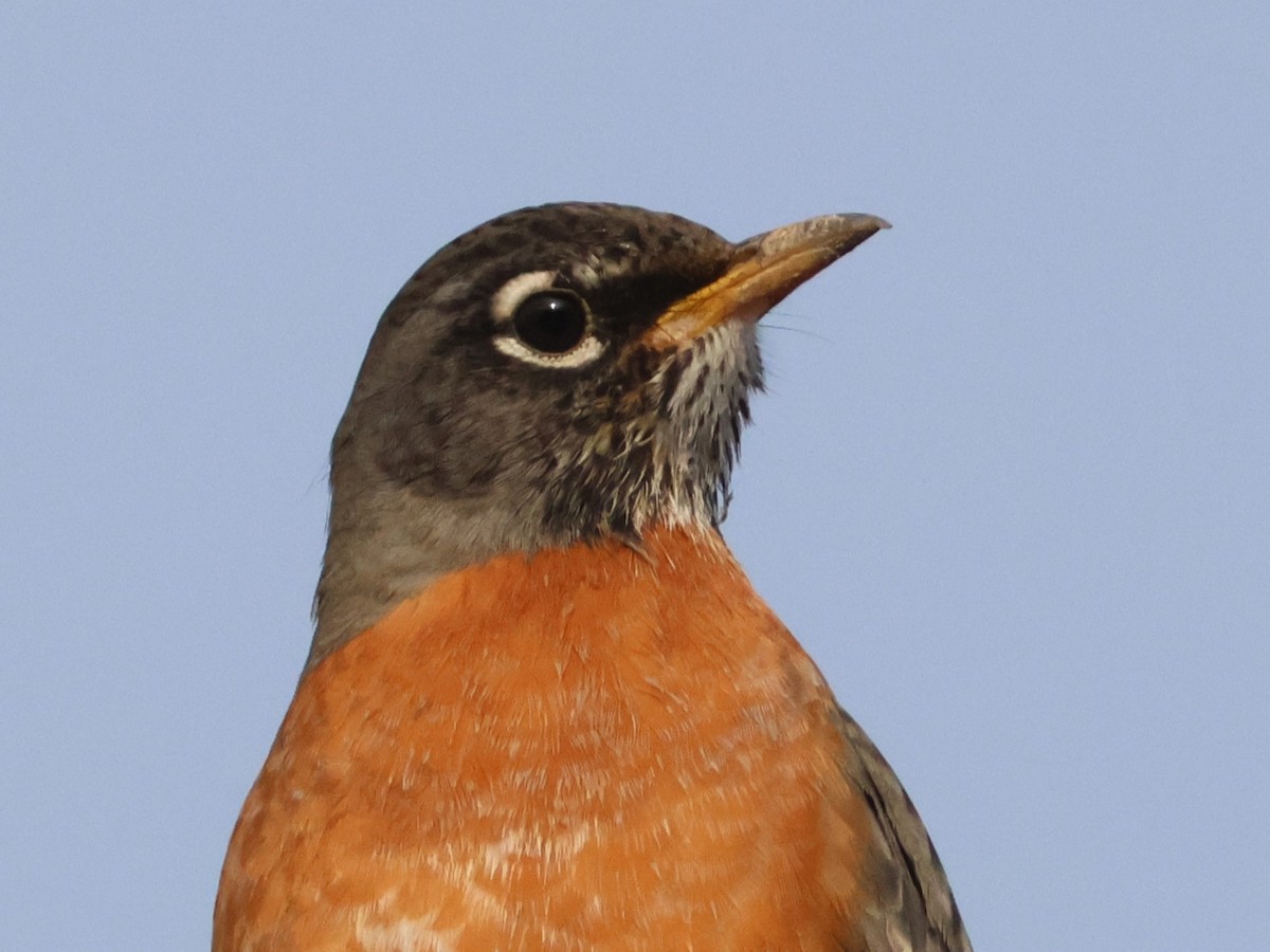 American Robin - ML646955712