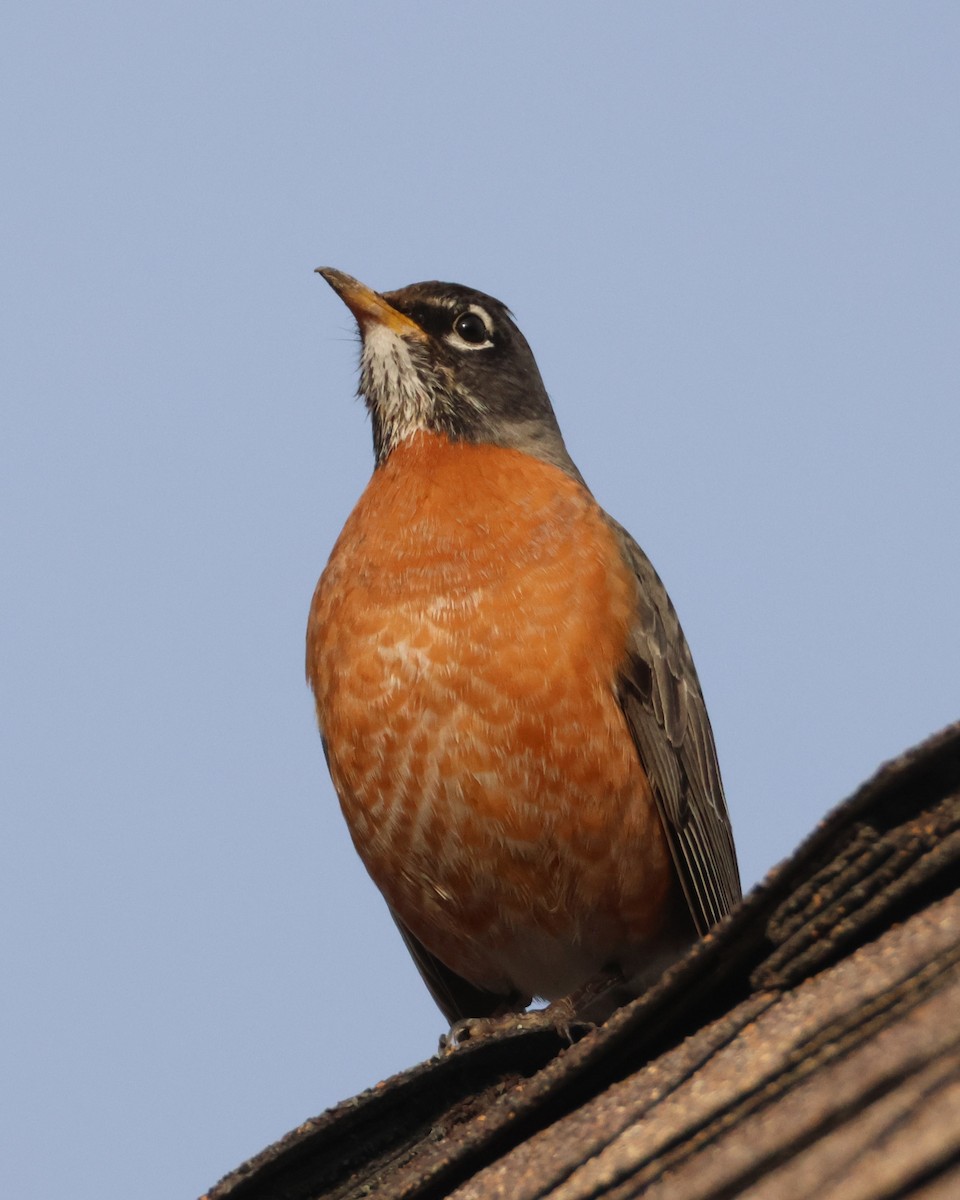 American Robin - ML646955713