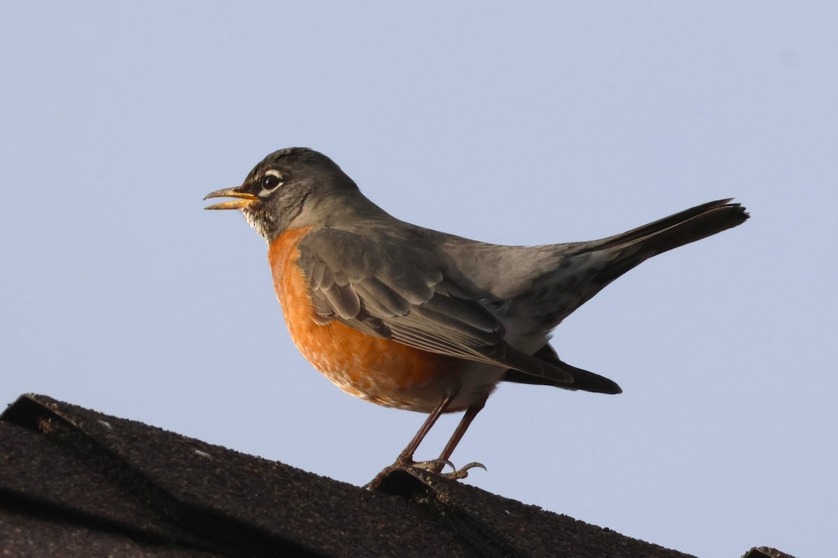 American Robin - ML646955714