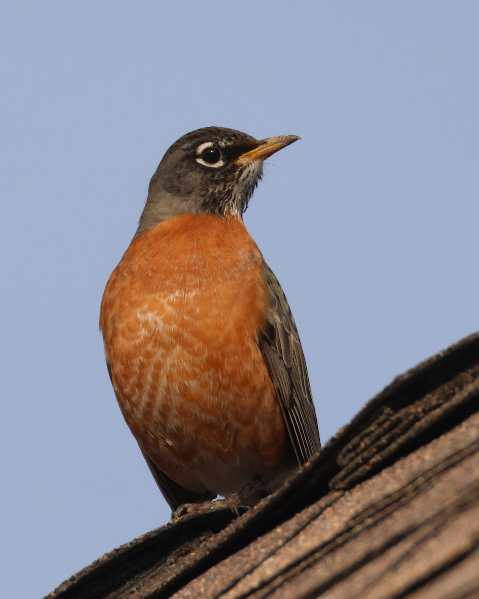 American Robin - ML646955715