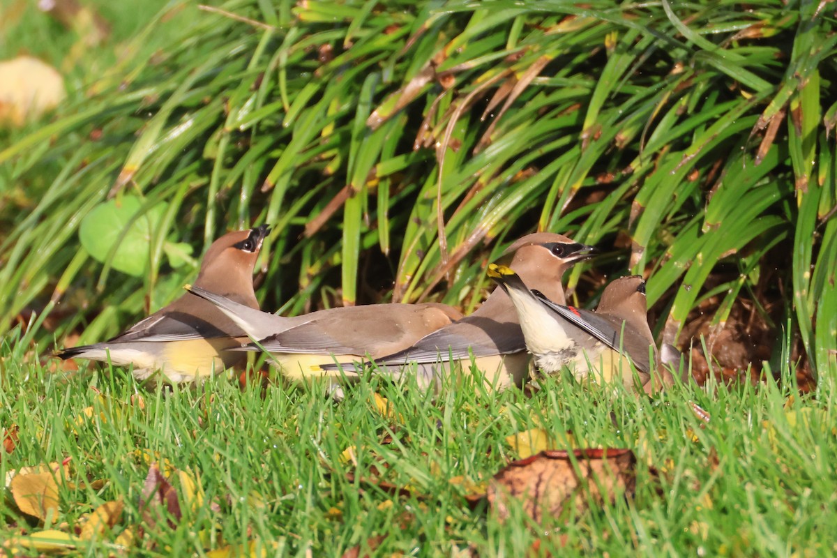 Cedar Waxwing - ML646955717