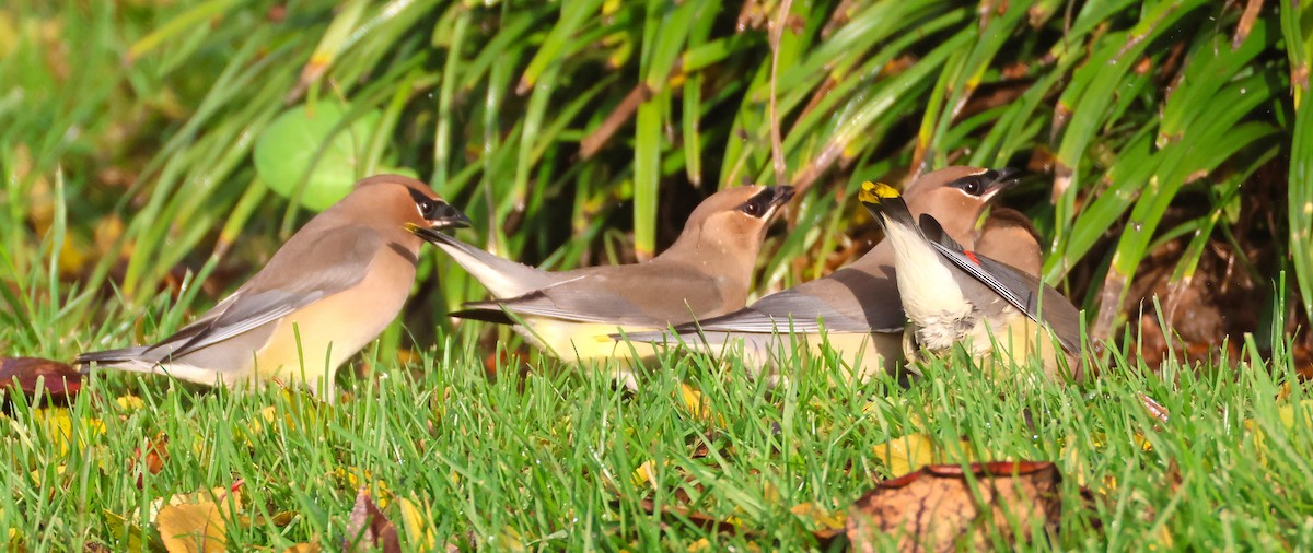 Cedar Waxwing - ML646955718