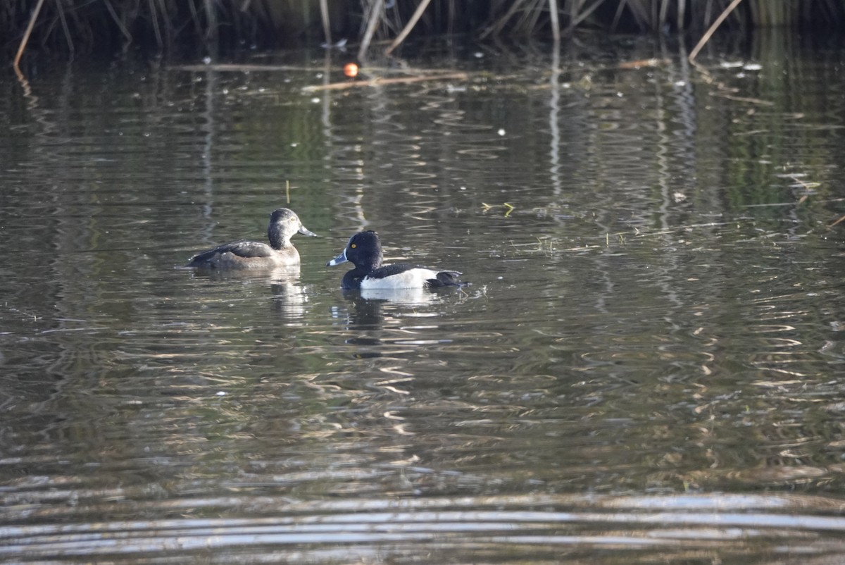Ring-necked Duck - ML646955720