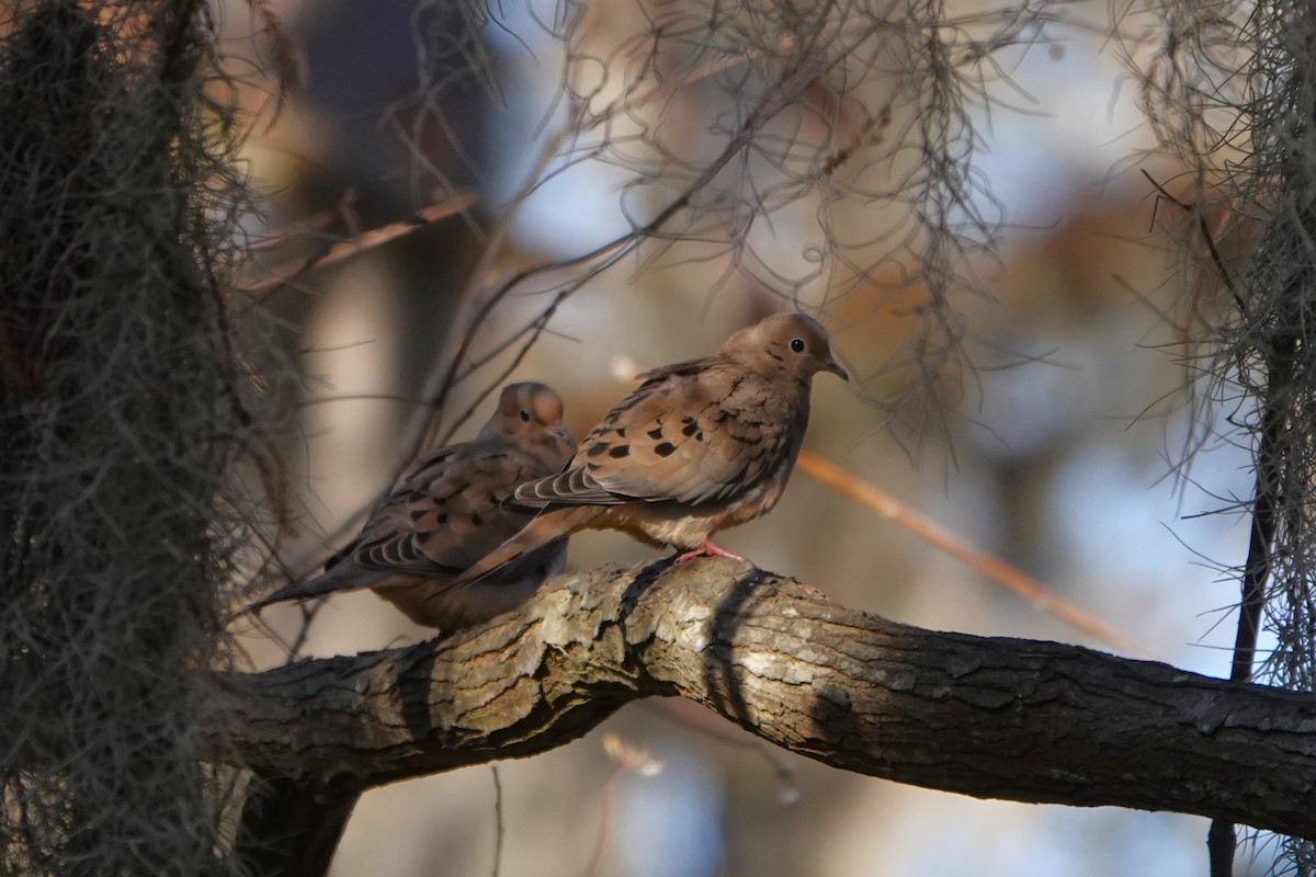 Zenaida Huilota - ML646955722