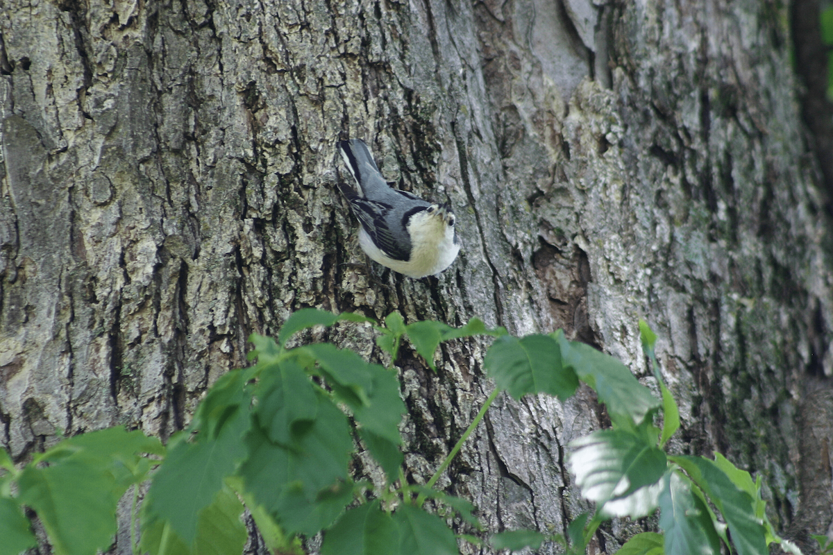 White-breasted Nuthatch - ML646955723