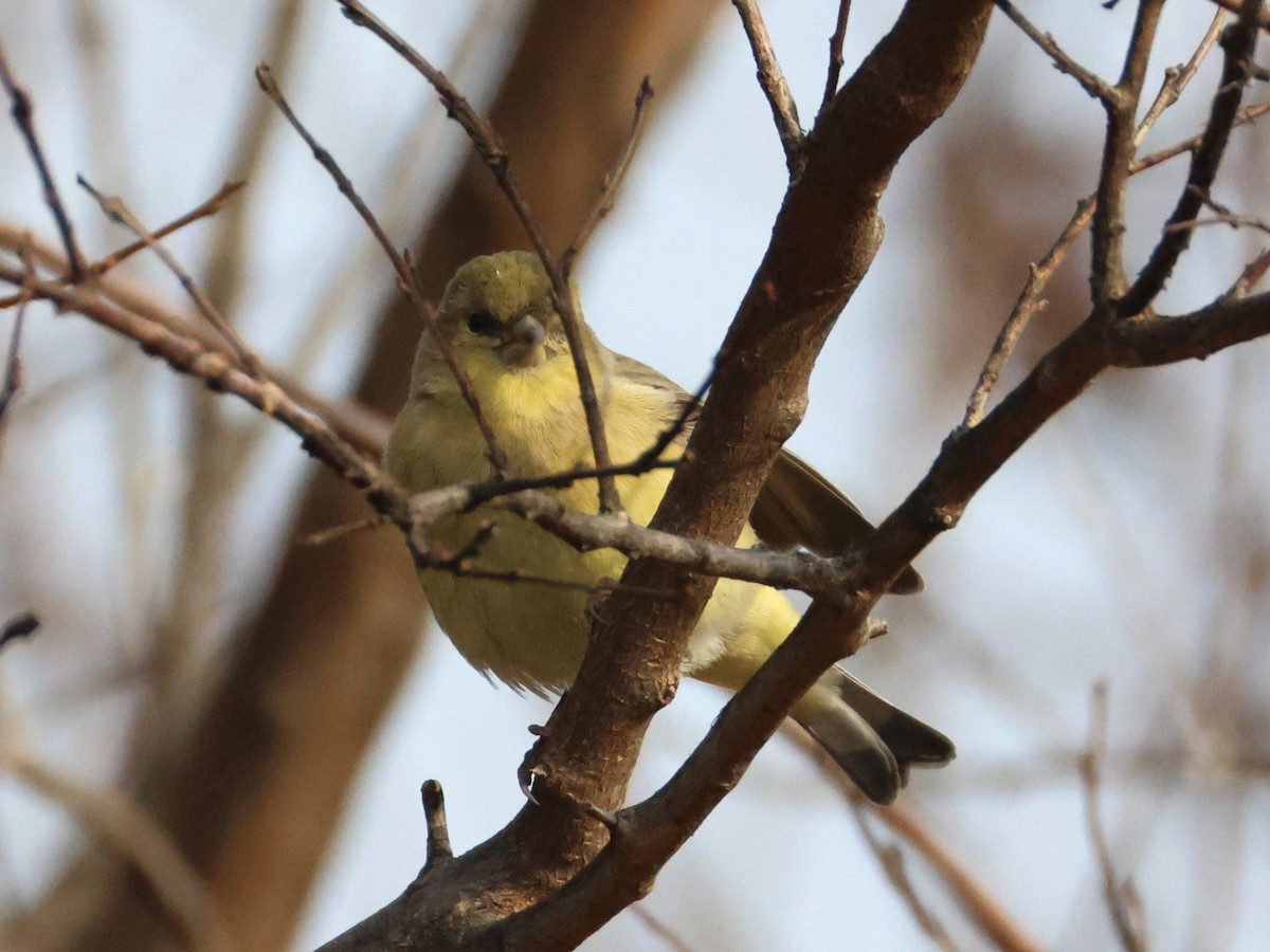 Lesser Goldfinch - ML646955728