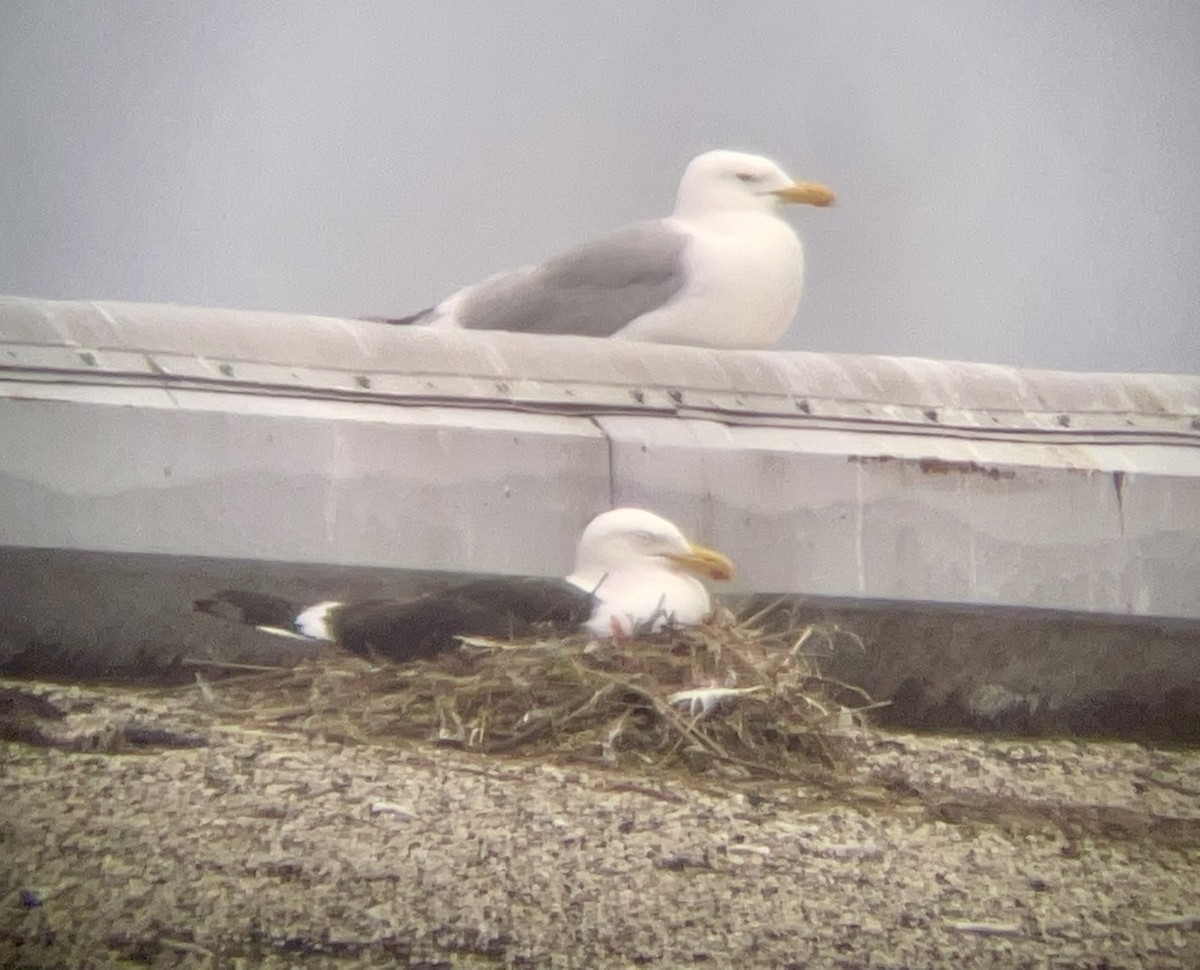 Kelp Gull - ML646955733