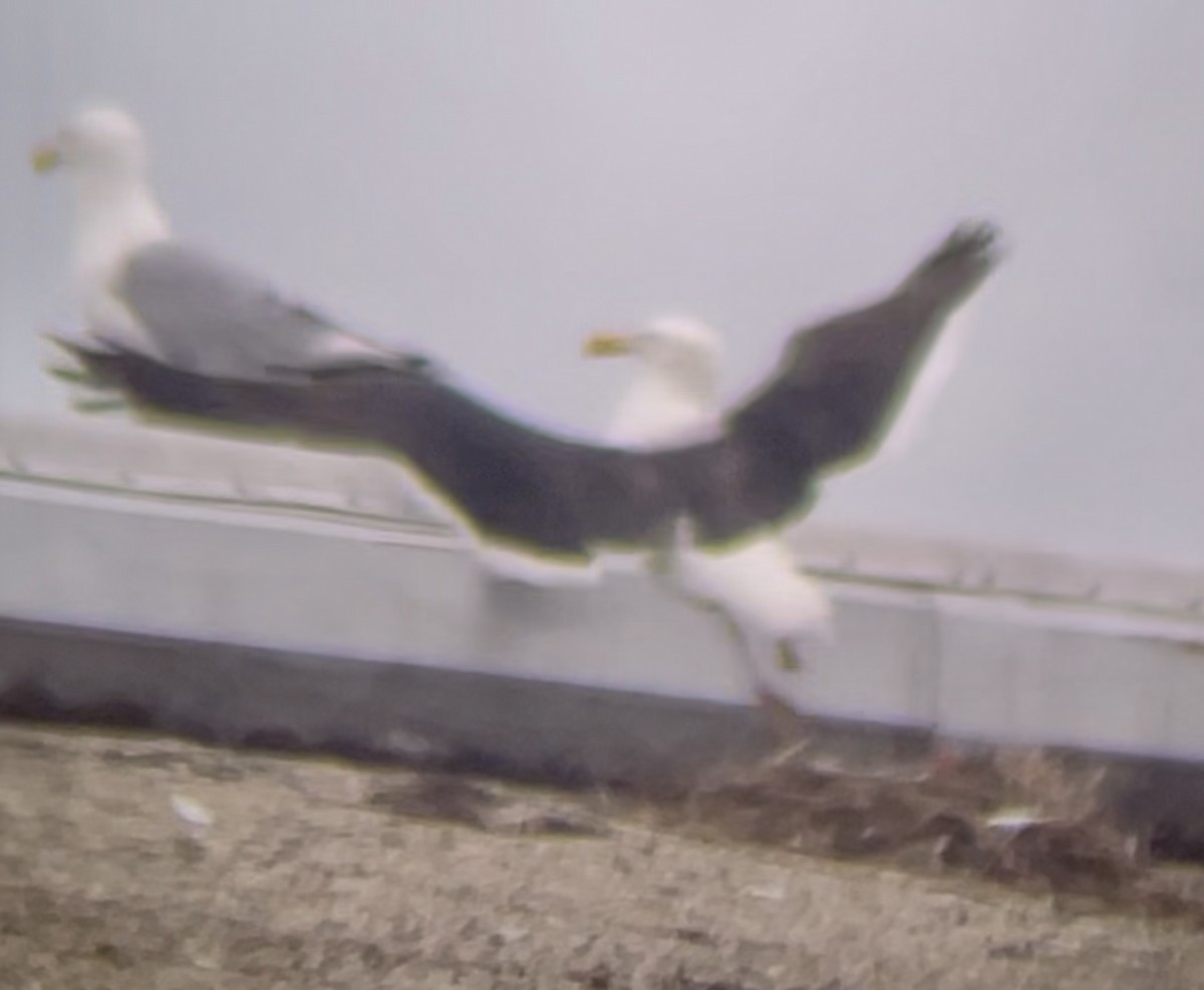 Kelp Gull - ML646955734