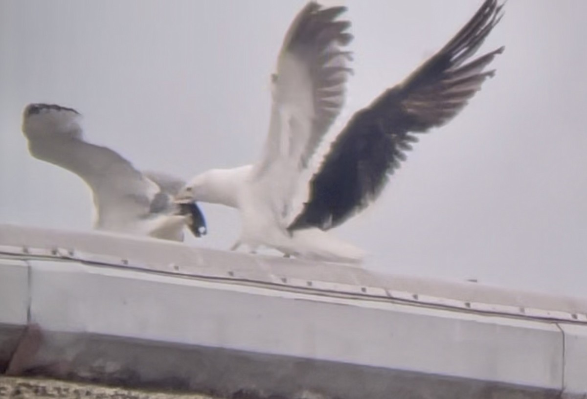 Kelp Gull - ML646955735