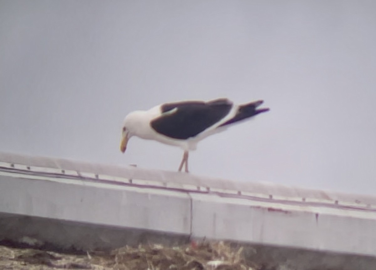 Kelp Gull - ML646955736