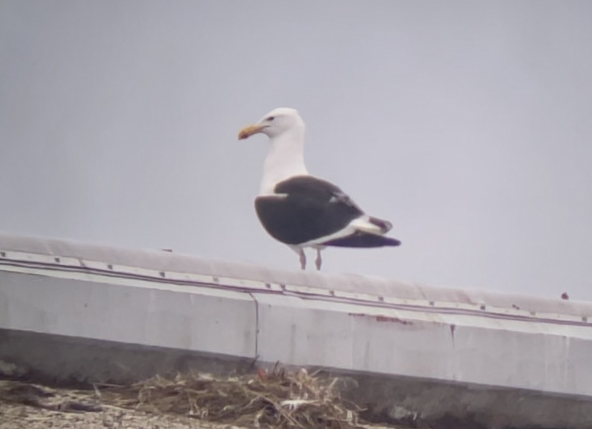 Kelp Gull - ML646955737