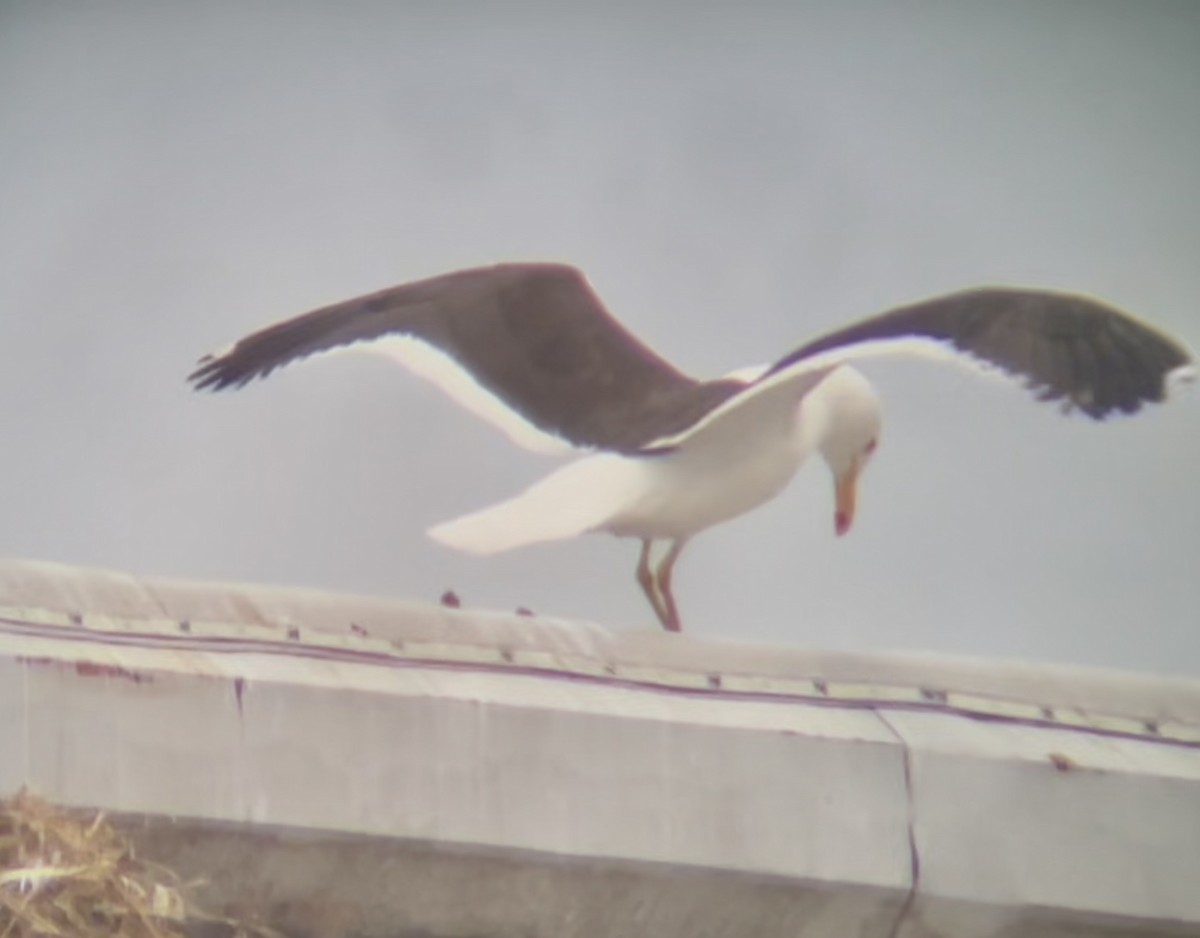 Kelp Gull - ML646955738