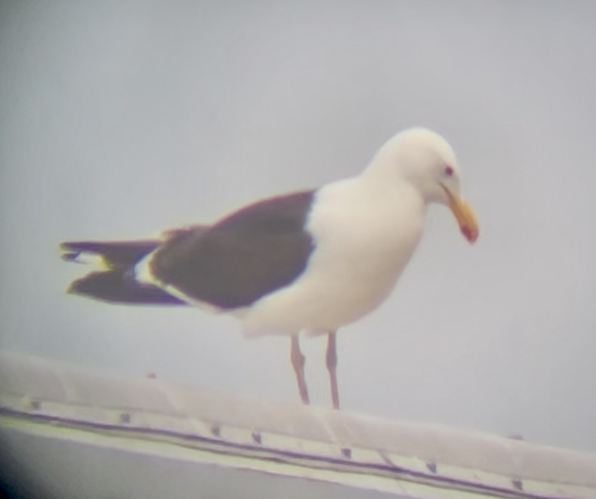 Kelp Gull - ML646955739