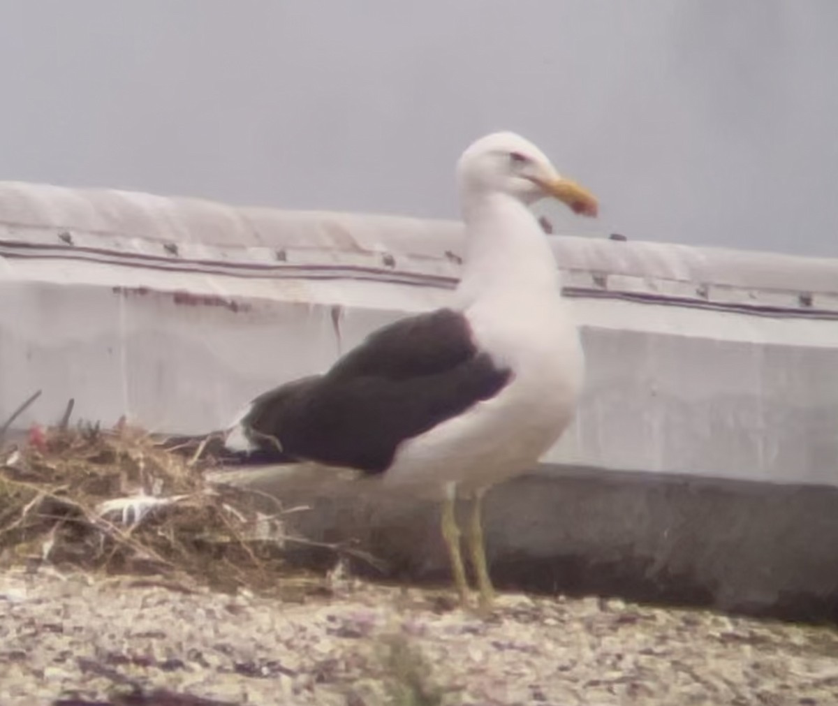 Kelp Gull - ML646955740