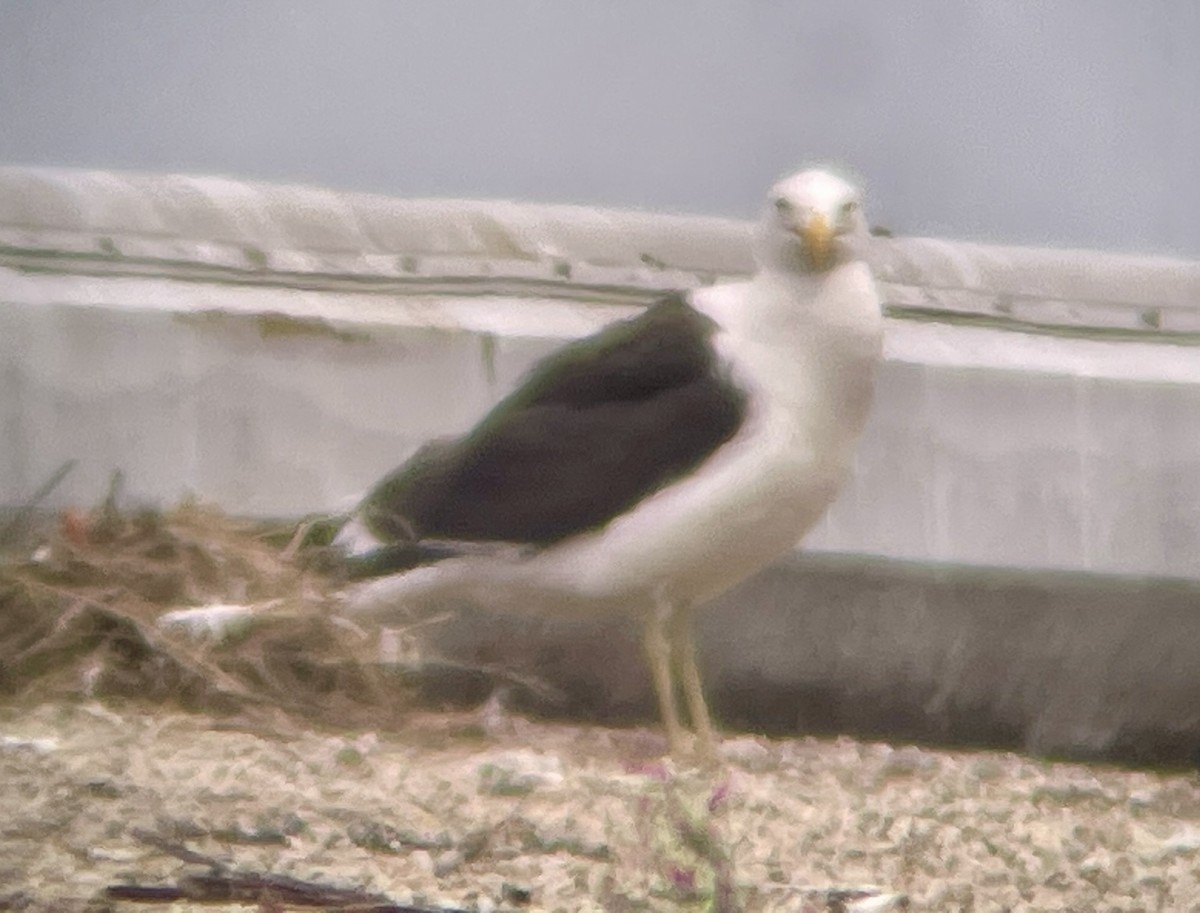 Kelp Gull - ML646955741