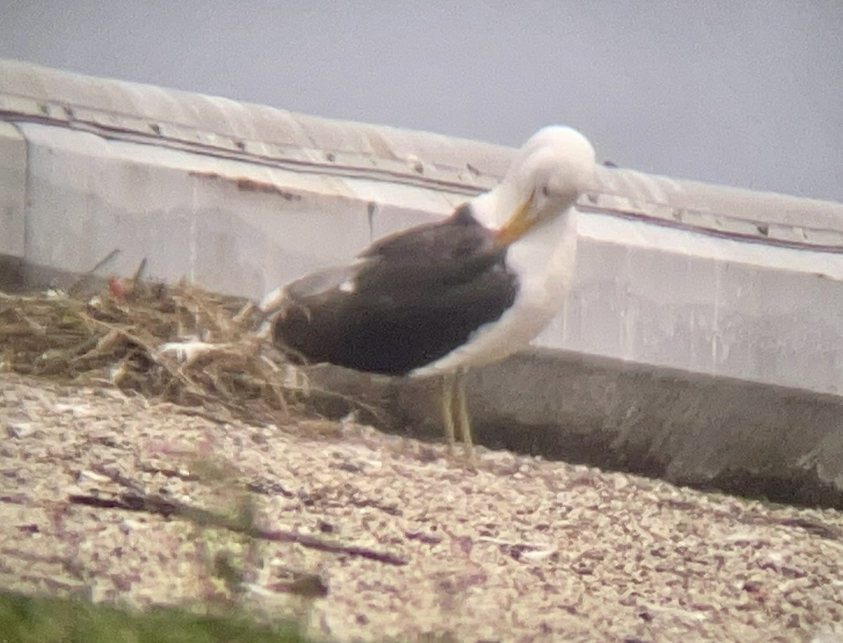 Kelp Gull - ML646955742