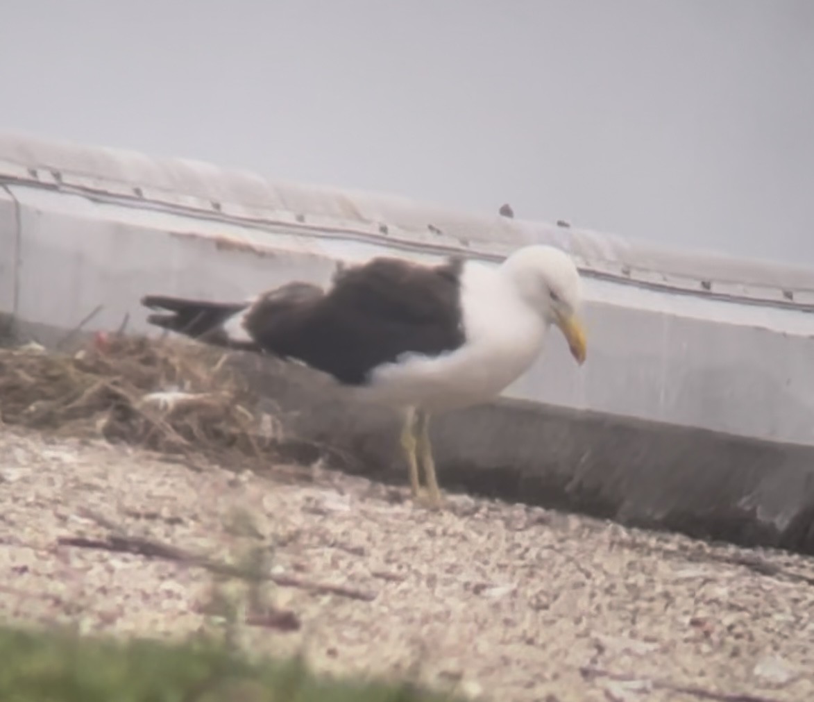 Kelp Gull - ML646955743